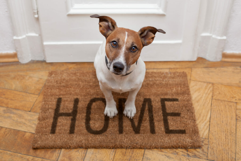 Pet Friendly Rentals - Benefits and Pitfalls